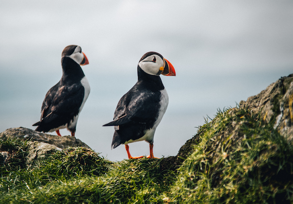 Puffins on the island of Mykines in the Faroe Islands