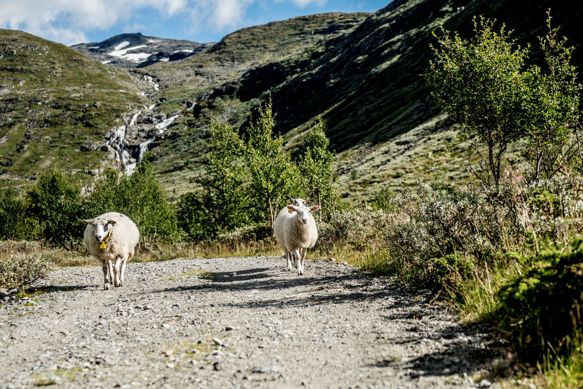 Livestock In Jotunheimen, Norway