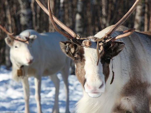 Aurora Village - Reindeers.jpg