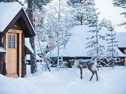 Aurora Village - reindeer.jpg