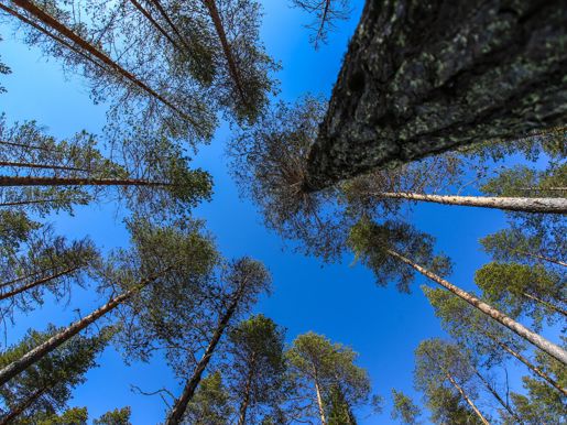 Lavas Forest Retreat - Trees.jpg