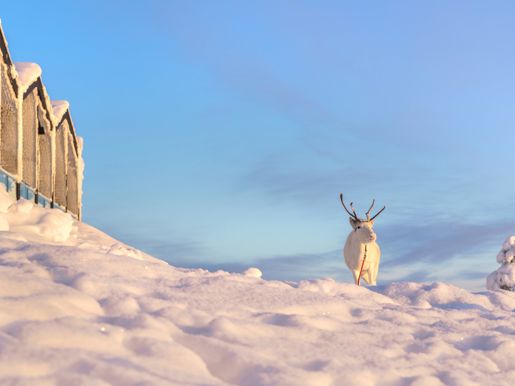 Star-Arctic-35.jpg