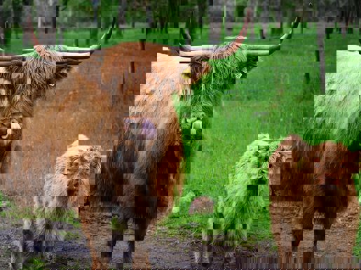 Highlands Cows Unsplash Brian Taylor