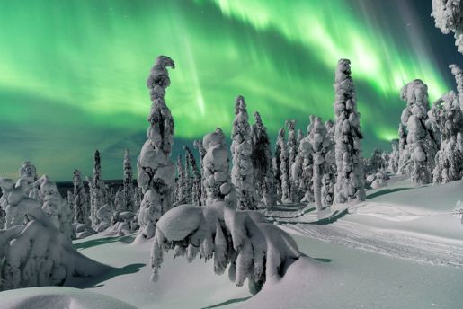 Snow covered trees under the Northern Lights in Rovaniemi in Finnish Lapland