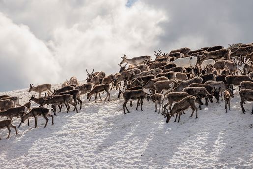 A herd of reindeer on a snowy hillside in Swedish Lapland in winter