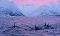 Dolphins at sunset in Northern Norway