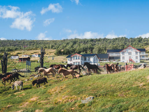 Hjerkinn Fjellridning 37