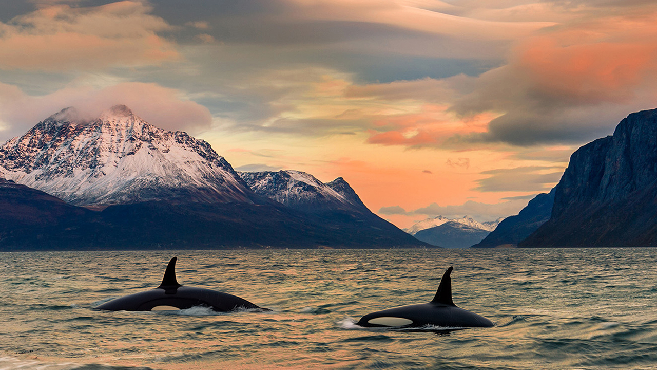 Whale safari on the Lyngenfjord in Arctic Norway