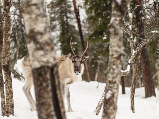 A reindeers at the Finnmark mountain plateau in snowy Lapland