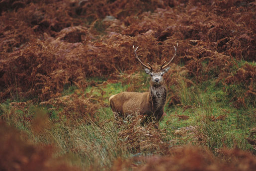 A red deer in a field with bracken in Scotland