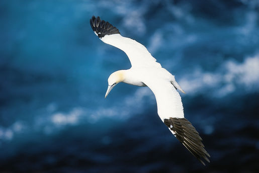 Birdwatching in the Faroe Islands