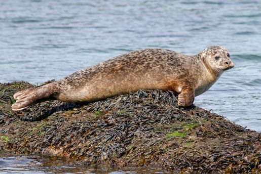 A Seal In Loch Flodabay Isle Of Harris Outer Hebrides Visit Scotland Paul Tomkins