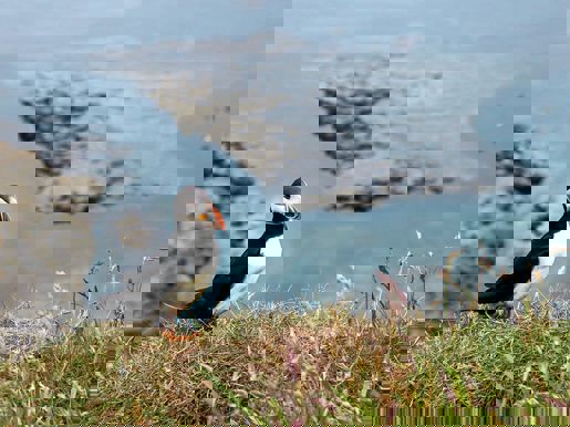 Puffin on Staffa Kate Bielinski Unsplash