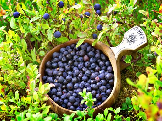 Blueberries Krista Keltanen - Visit Finland Koli 114