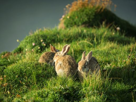 Visitscotland 44303112435 Kenny Lam