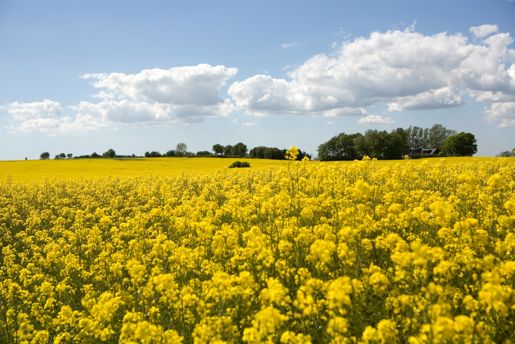 A blooming canola flower field in South Sweden in summer