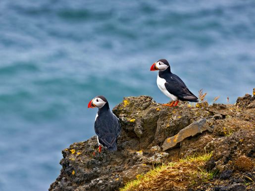 Lundi Puffin Macareux Photo;Ragnarthsigurdsson