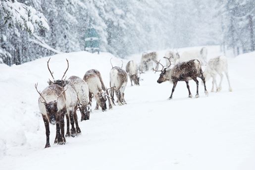 A herd of reindeer walking through a snowy forest in Lapland in winter