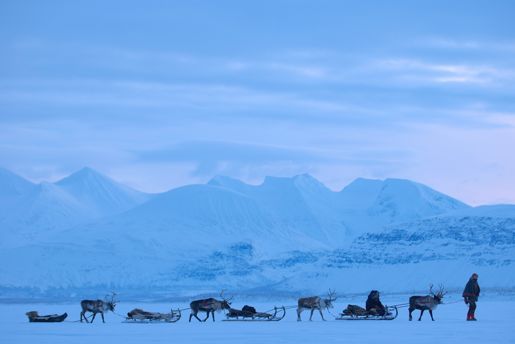 Reindeers pulling sleds across a snowy plain at Sami Lapland