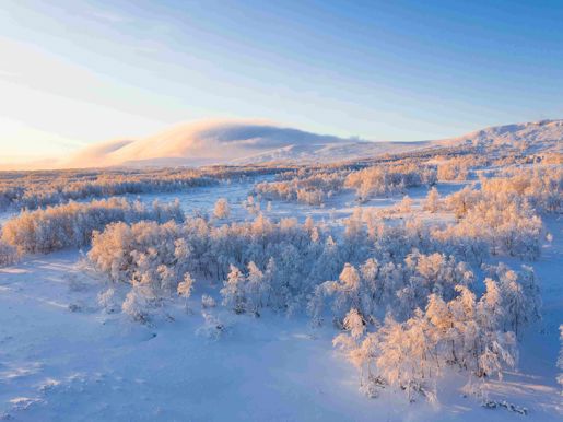 Snowy forest landscape in Lapland in winter