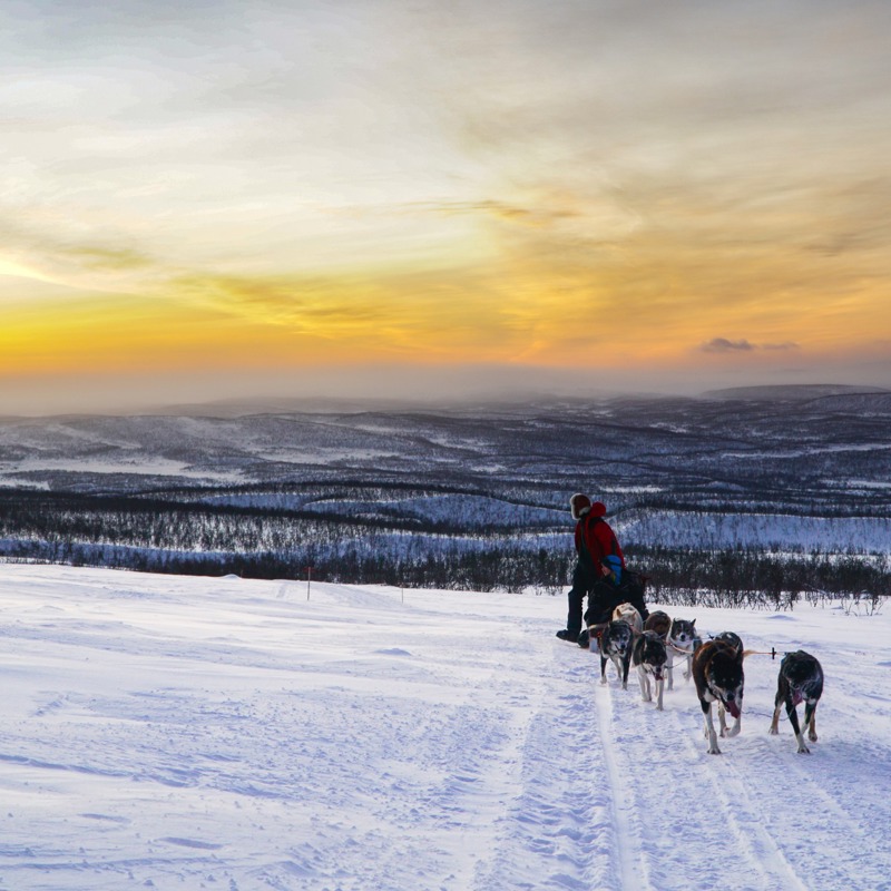 Dog Sledding11 Holmen Husky