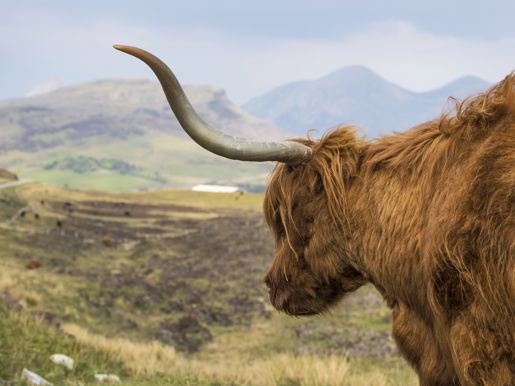 A Highland Cow On The Road To Elgol Visitscotland Kenny Lam