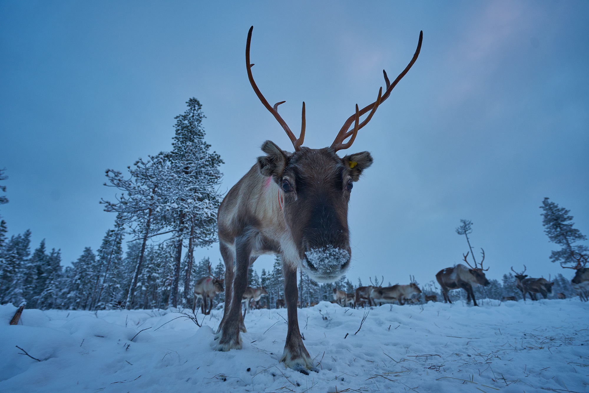 A reindeer peering into the camera with the herd and the snowy forests beyond in Finnish Lapland