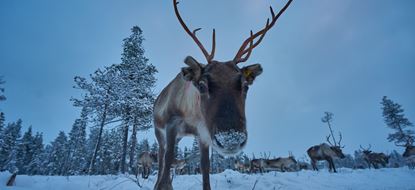 A reindeer peering into the camera with the herd and the snowy forests beyond in Finnish Lapland