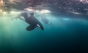 Spekkhoggere Under Overflaten I Norskehavet 4