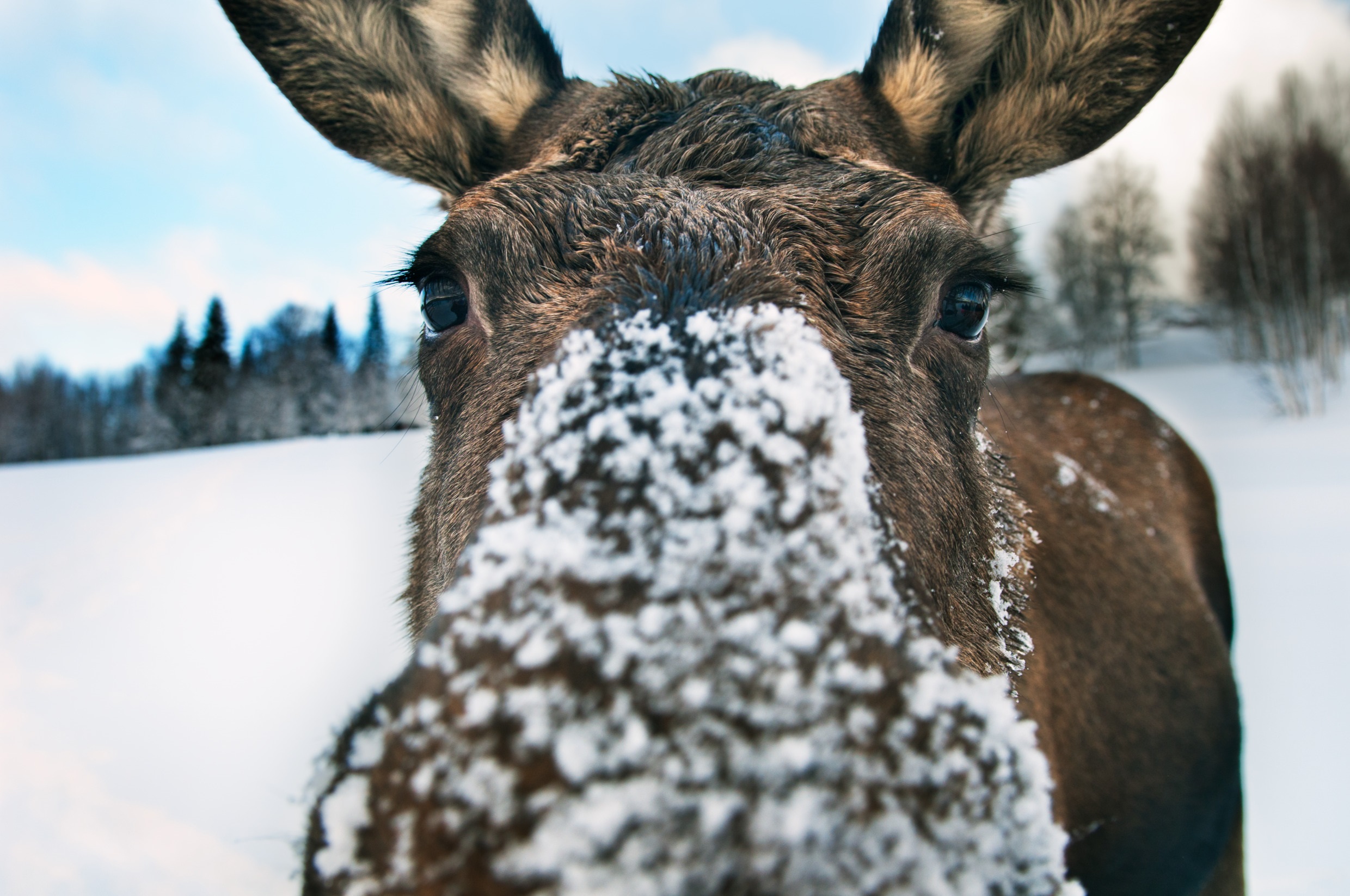 Picture of moose in Sweden 