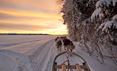 Huskies pulling a sled across snowy Swedish Lapland