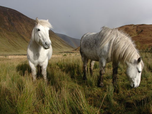 Alladale Animals 08