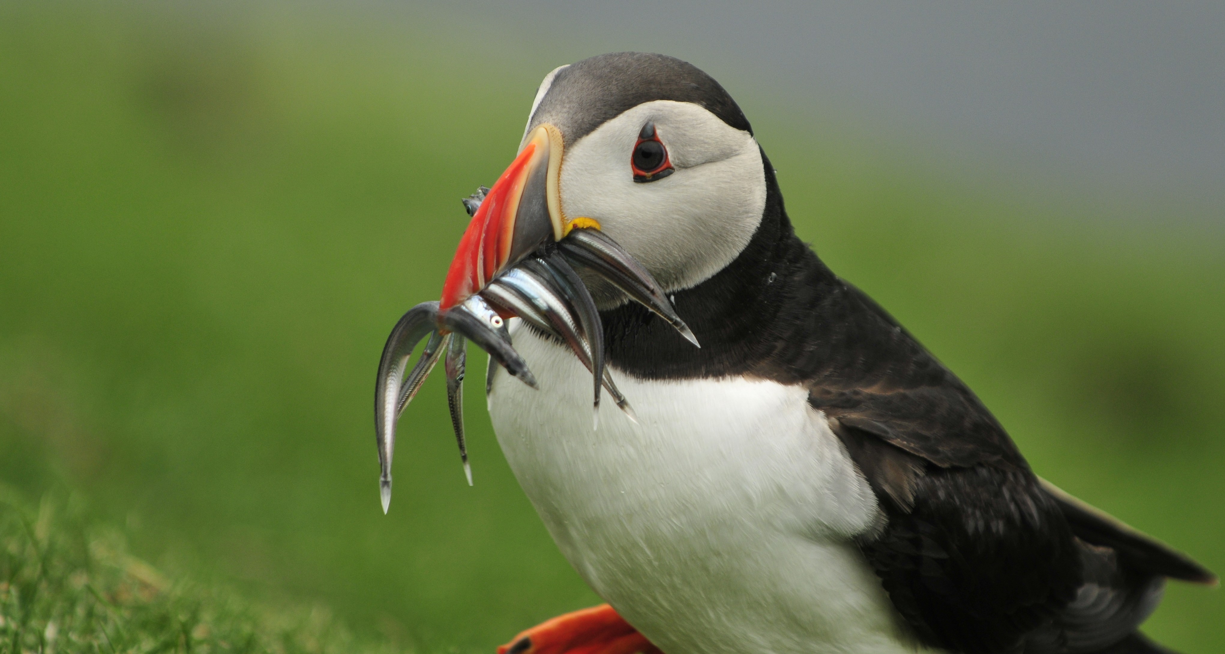 Puffin on the island of Mykines, Faroe Islands