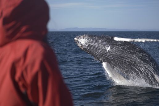 Breaching humpback whale in Iceland