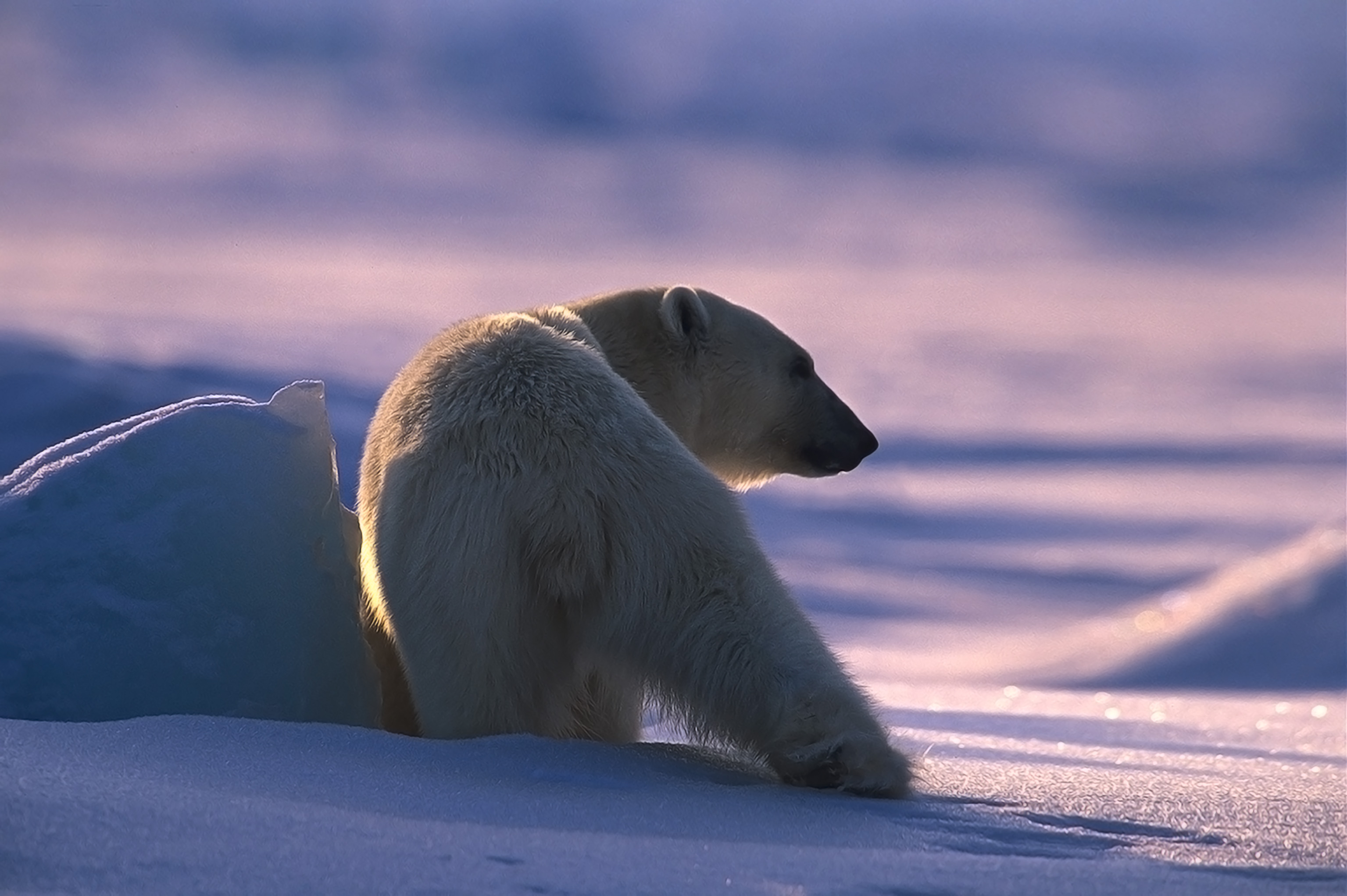 ARCTIC MELFRED DEC2017 088 6021660 Photo Melissa Schäfer