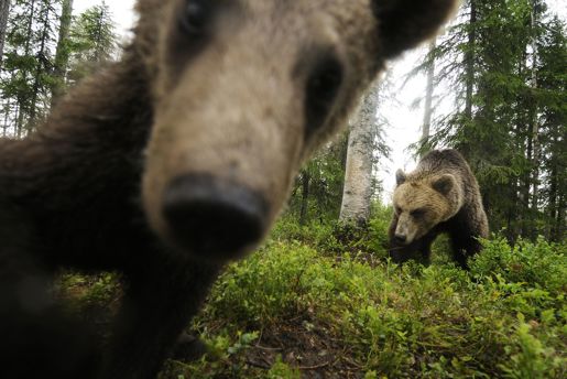 Brown bear peering into the camera in the woods in Finland