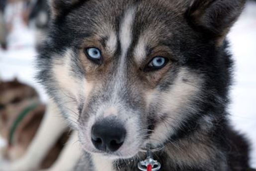 Blue-eyed husky ready for dog sledding in Lapland in winter