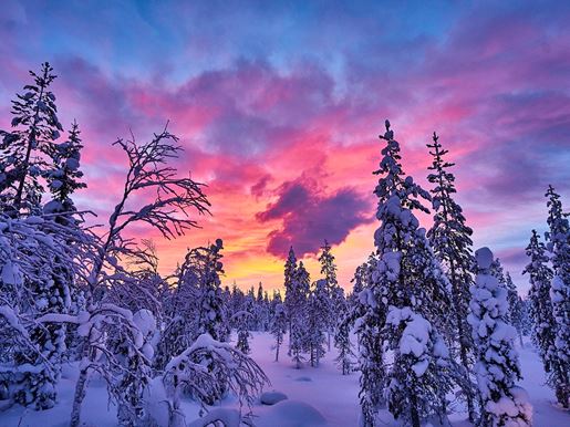 A colourful sunset over the snowy forest at Aurora Village in Finnish Lapland