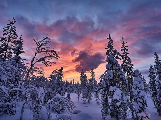 A colourful sunset over the snowy forest at Aurora Village in Finnish Lapland