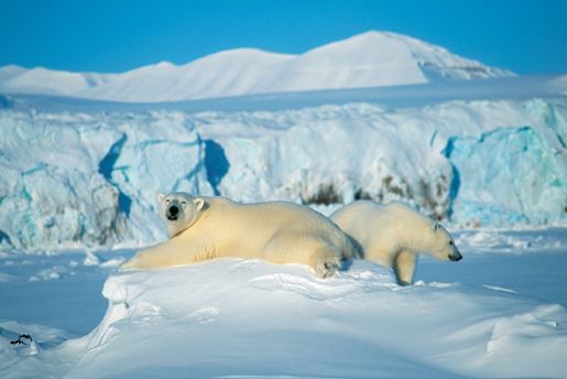 Polar bears resting on the snow in the Arctic, Svalbard 