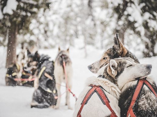 A team of hugging huskies ready for dog sledding in Lapland in a snowy forest