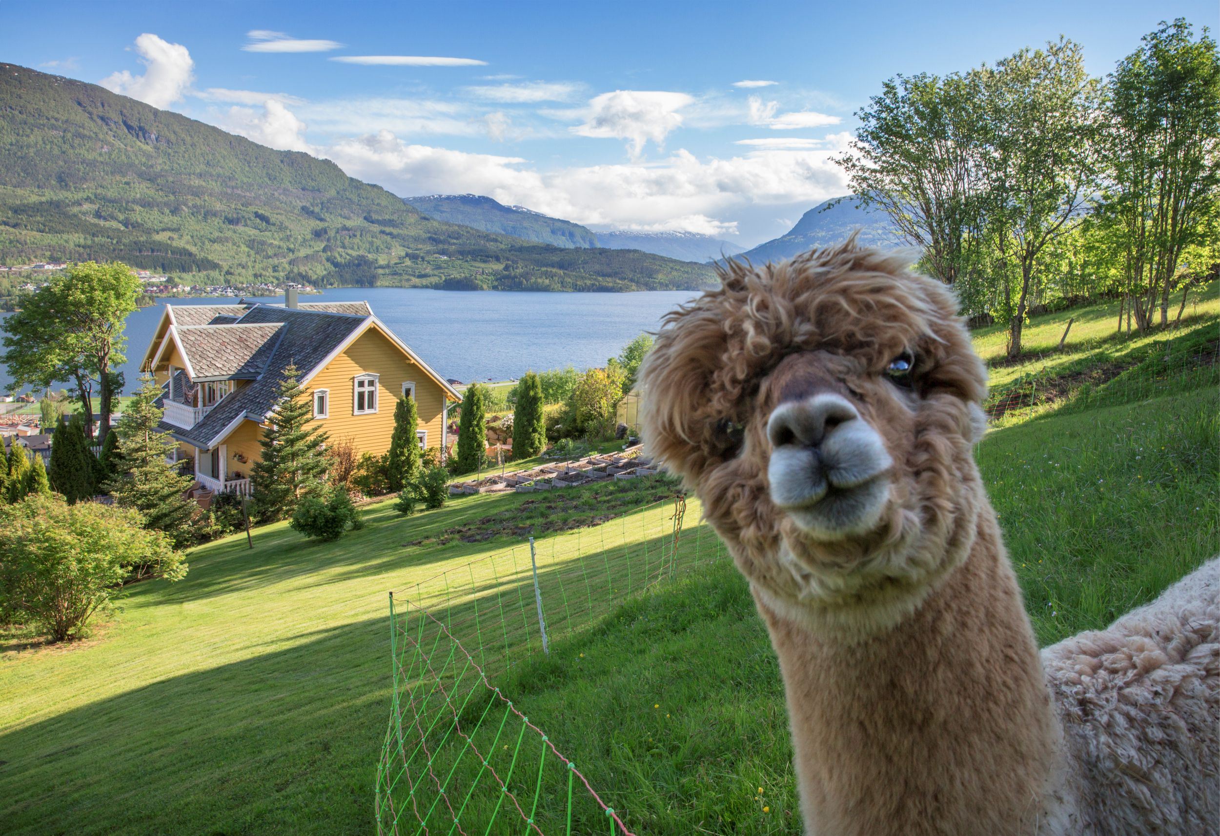 Bestebakken Juni 87919 Linselus Høg