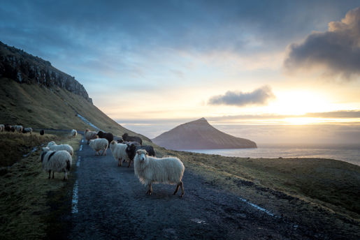 Sheep on a road in the Faroe Islands